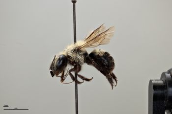 Media type: image;   Entomology 793386 Aspect: habitus lateral view